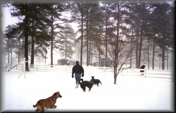 Dogs1