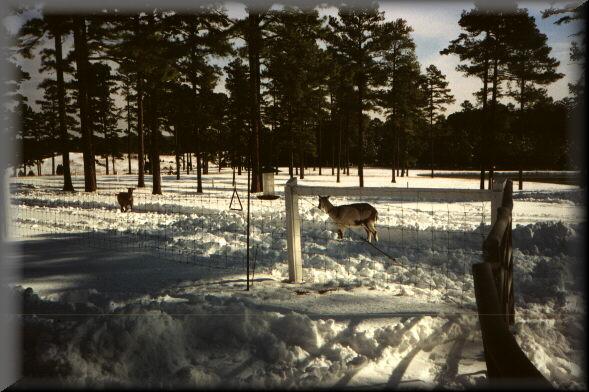Goats1