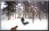Dogs1